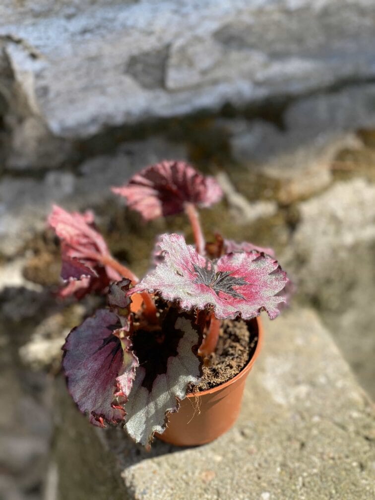Zdjęcie Begonia Rex Titica w kategorii rośliny, ujęcie 1