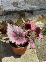 Zdjęcie Begonia Rex Titica w kategorii rośliny, ujęcie 2