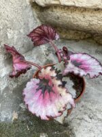 Zdjęcie Begonia Rex Titica w kategorii rośliny, ujęcie 3