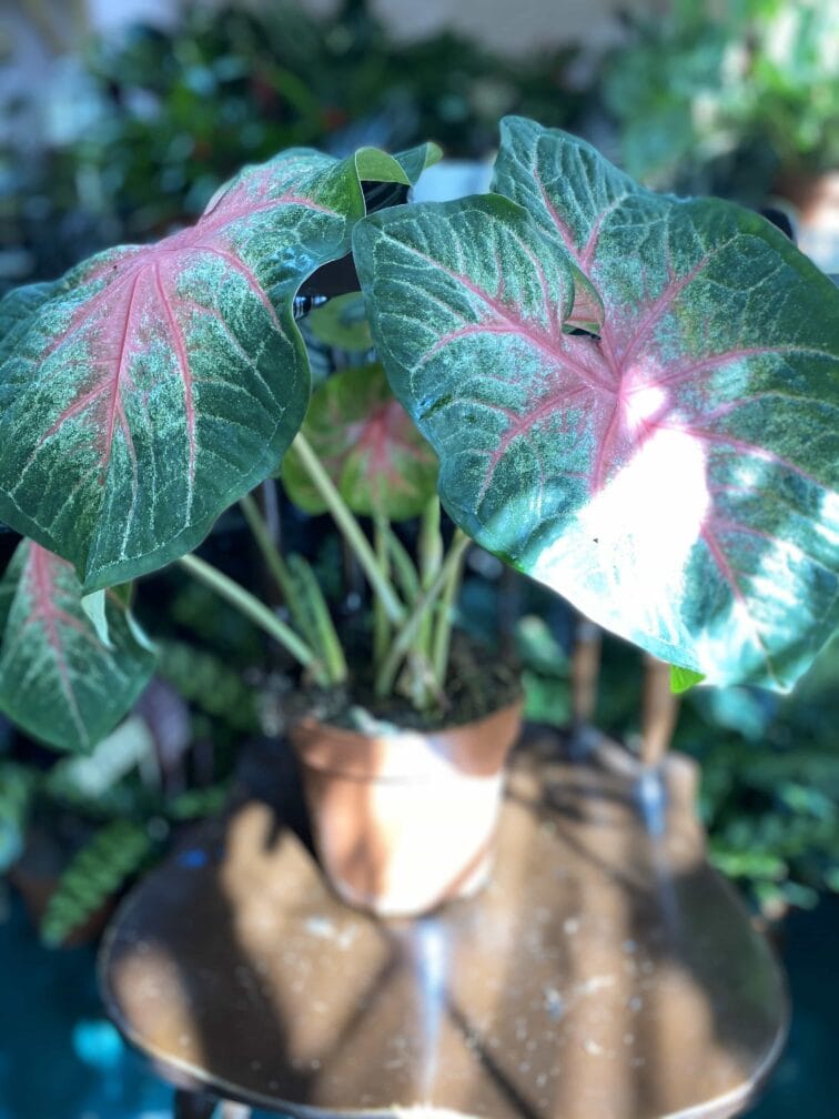 Zdjęcie rośliny Caladium Rosebud ujęcie 3