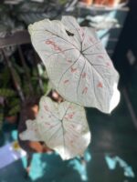 Zdjęcie rośliny Caladium Strawberry ujęcie 1