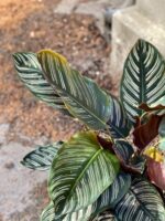 Zdjęcie Calathea Sanderiana w kategorii rośliny, ujęcie 1