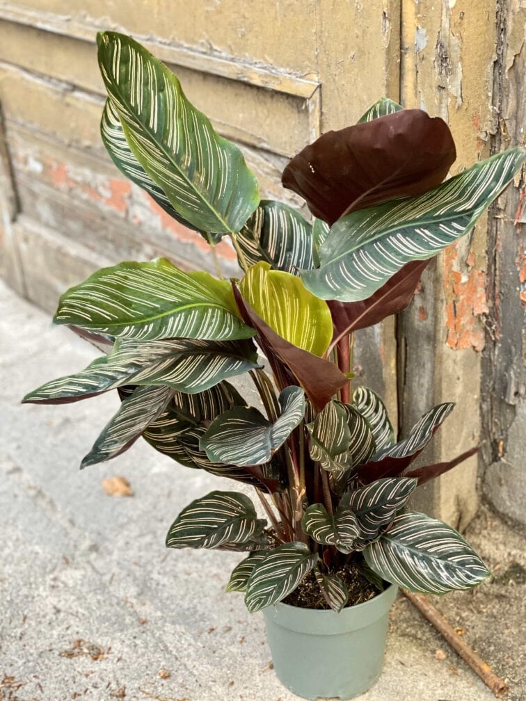Zdjęcie Calathea Sanderiana w kategorii rośliny, ujęcie 2