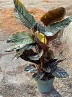 Zdjęcie Calathea Sanderiana w kategorii rośliny, ujęcie 3