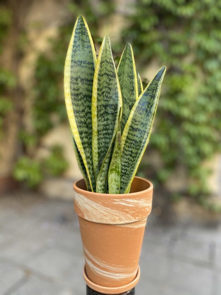 Zdjęcie Doniczka Glina 11x14 cm w kategorii doniczki, ujęcie 1