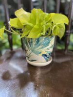 Zdjęcie Doniczka Jungle Boogie II 12x11 cm w kategorii doniczki, ujęcie 1