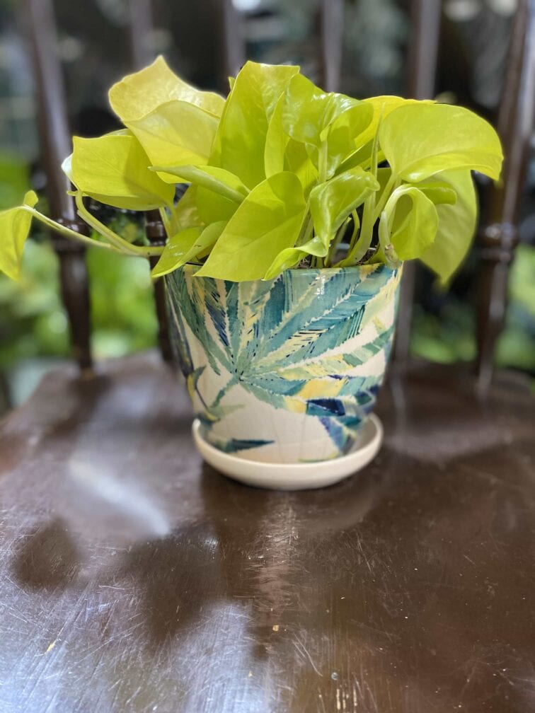 Zdjęcie Doniczka Jungle Boogie II 12x11 cm w kategorii doniczki, ujęcie 1