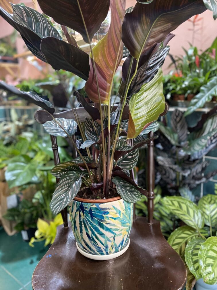 Zdjęcie Doniczka Jungle Boogie II 19x18 cm w kategorii doniczki, ujęcie 2