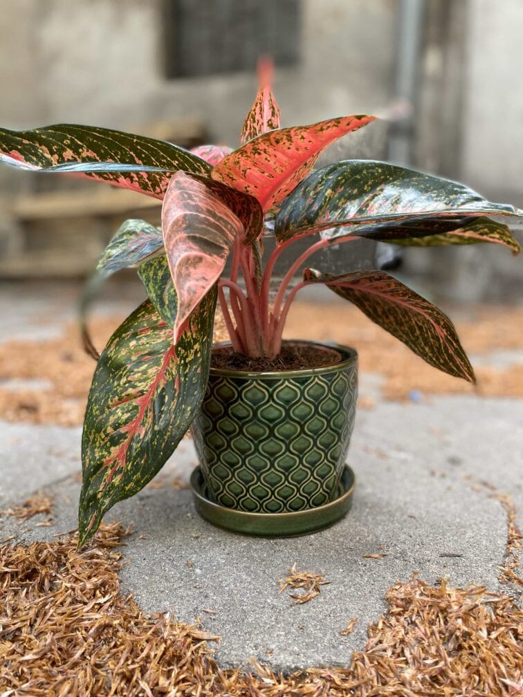 Zdjęcie Doniczka Reptile 13x12 cm w kategorii doniczki, ujęcie 1