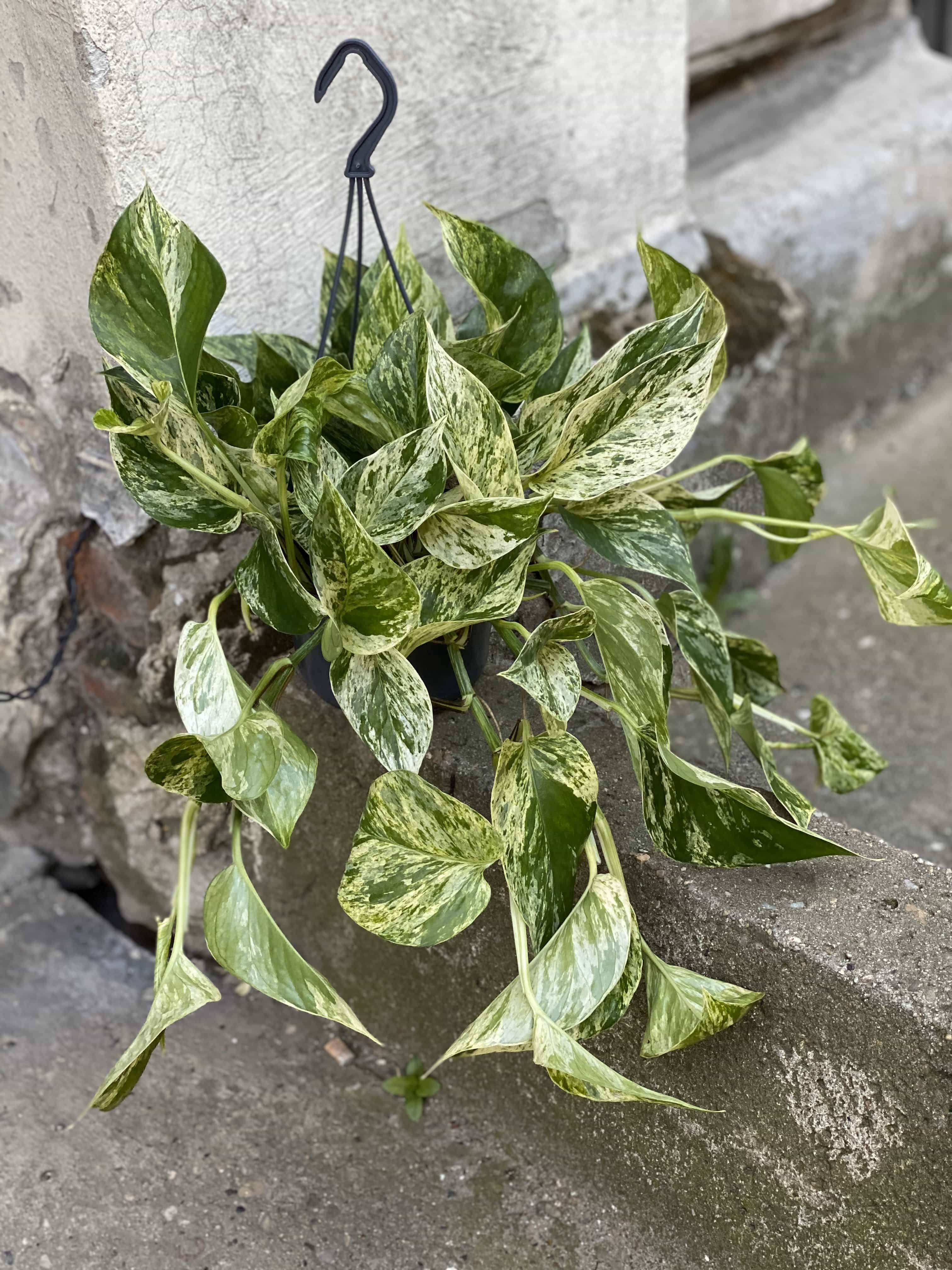 Epipremnum Marble Queen Jungle Boogie