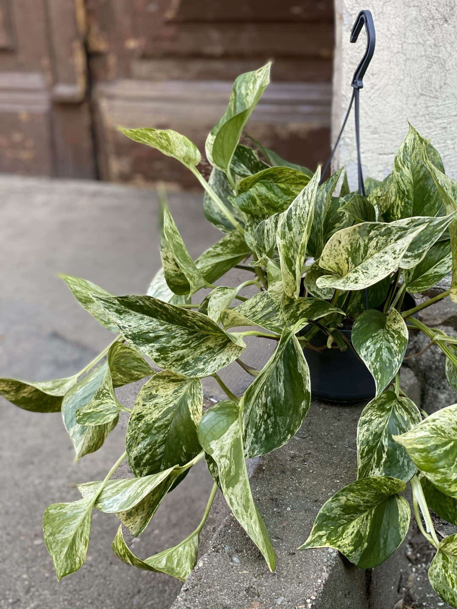 Epipremnum Marble Queen Jungle Boogie