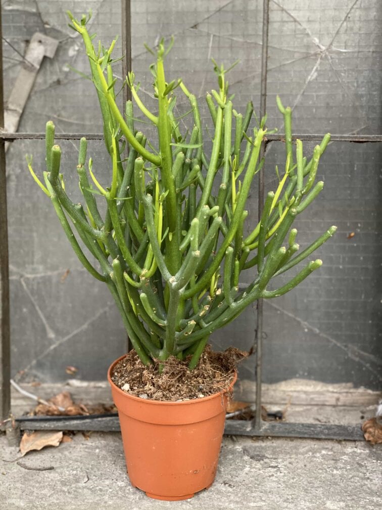 Zdjęcie Euphorbia Tirucalli w kategorii rośliny, ujęcie 1