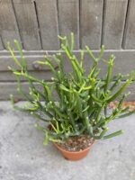 Zdjęcie Euphorbia Tirucalli w kategorii rośliny, ujęcie 2