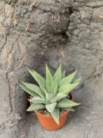 Zdjęcie Haworthia Limifolia w kategorii rośliny, ujęcie 1