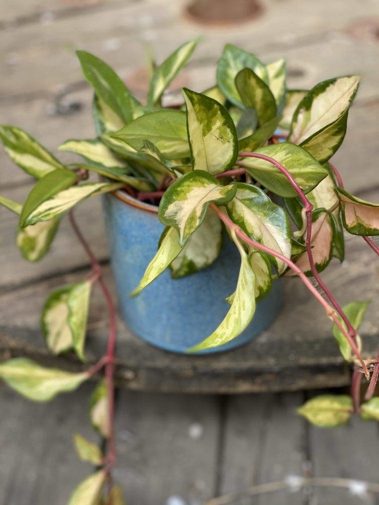 Zdjęcie Hoya Carnosa Tricolor w kategorii rośliny, ujęcie 1
