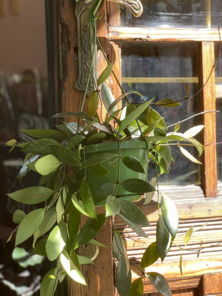 Zdjęcie Hoya Memoria Gracilis w kategorii rośliny, ujęcie 1