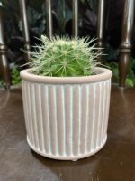 Zdjęcie Indian Pink 9x8 cm w kategorii doniczki, ujęcie 1