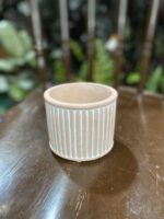 Zdjęcie Indian Pink 9x8 cm w kategorii doniczki, ujęcie 2