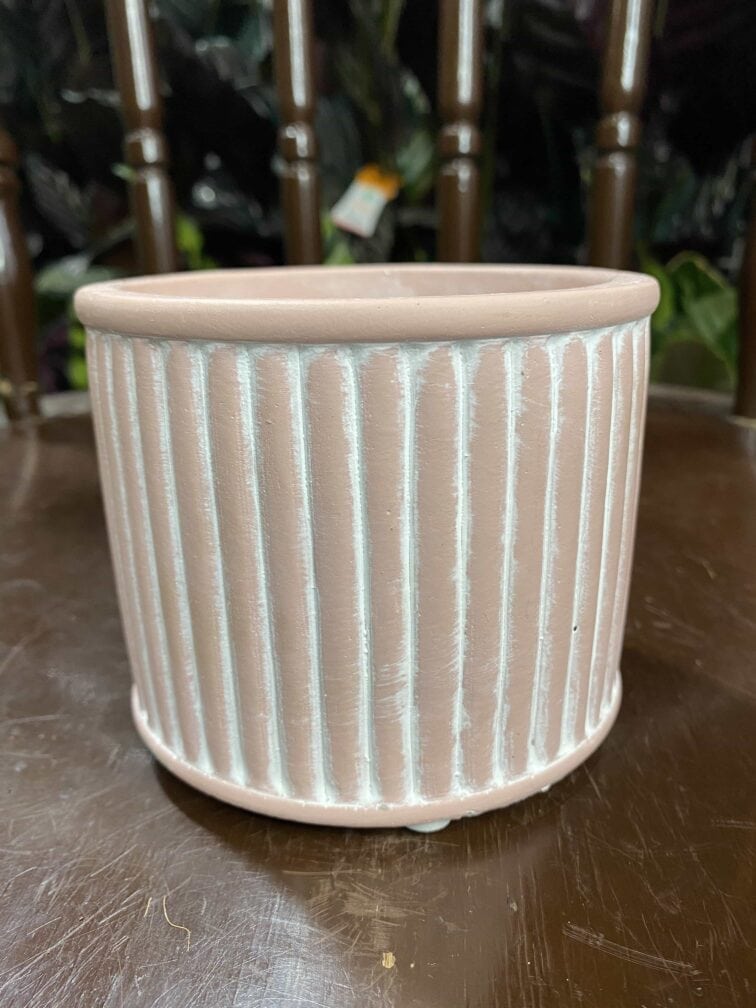 Zdjęcie Indian Pink 9x8 cm w kategorii doniczki, ujęcie 3