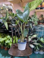 Zdjęcie Osłonka Blue Moon 16x16 cm w kategorii doniczki, ujęcie 1