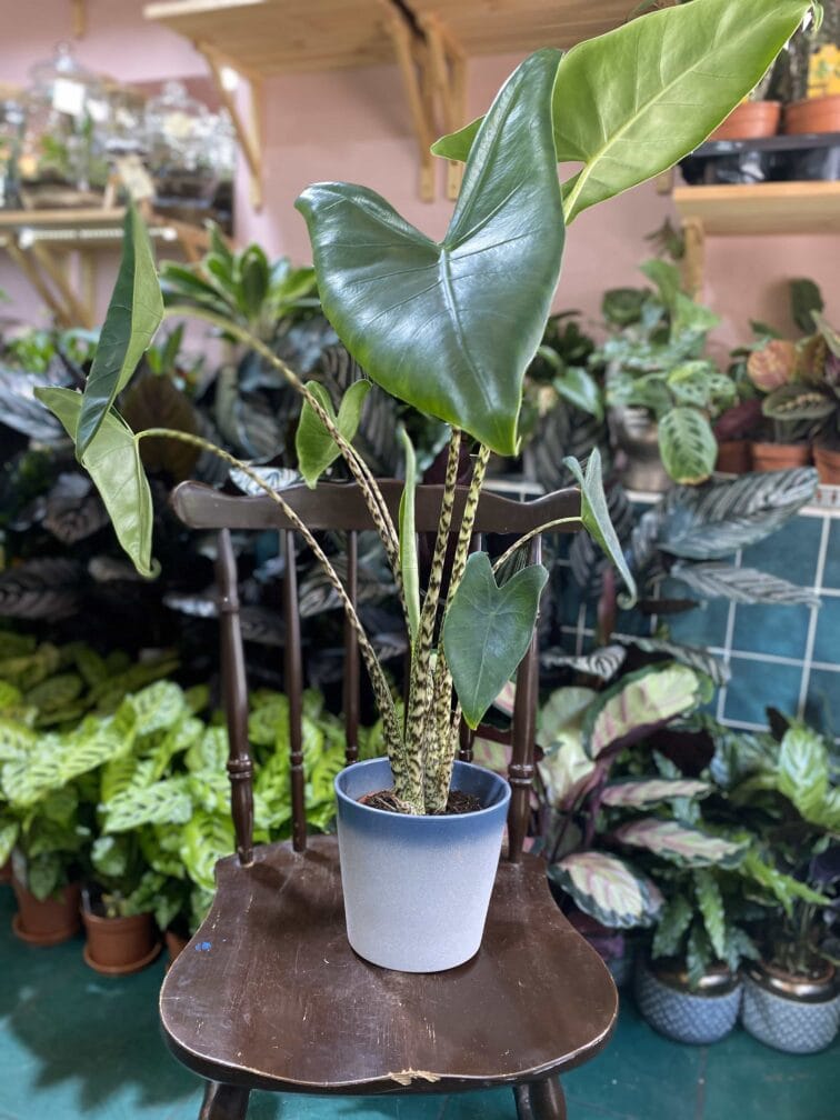 Zdjęcie Osłonka Blue Moon 16x16 cm w kategorii doniczki, ujęcie 1