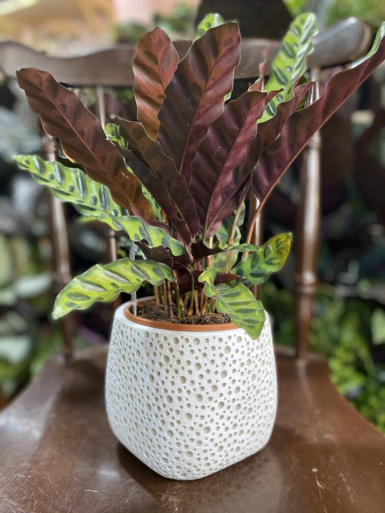 Zdjęcie Osłonka Strusie Jajo 12x12 cm w kategorii doniczki, ujęcie 1