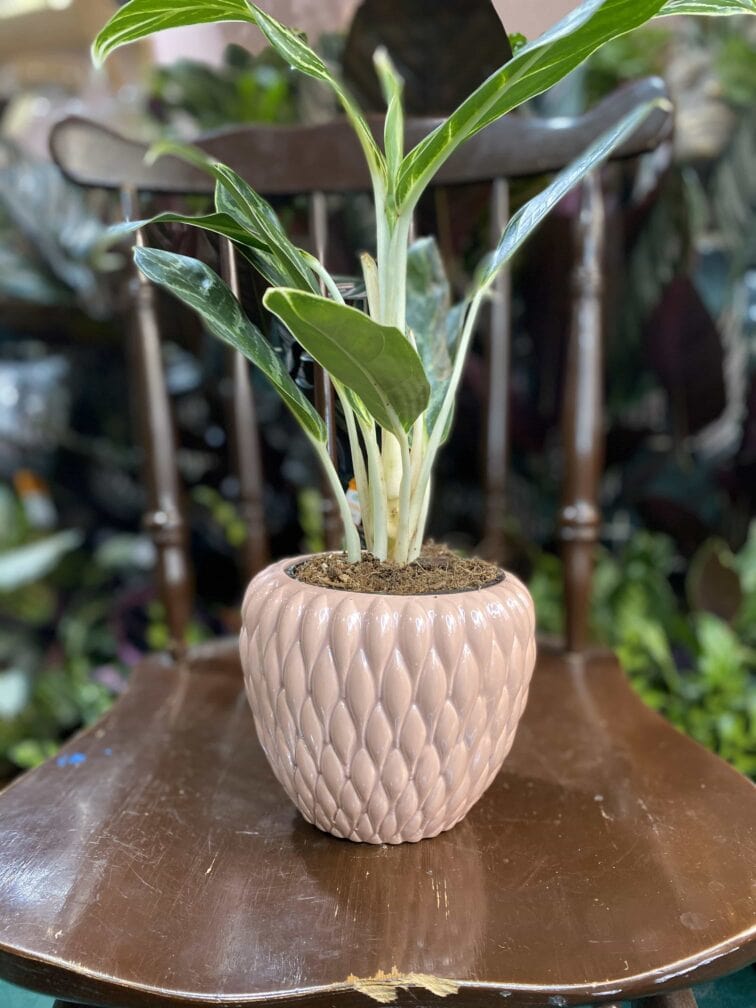 Zdjęcie Osłonka Wilcza Głowa 11x12 cm w kategorii doniczki, ujęcie 1