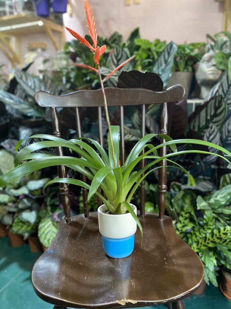 Zdjęcie Osłonka Zimorodek 9x12 cm w kategorii doniczki, ujęcie 2