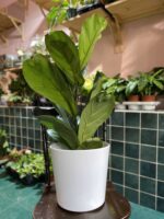 Zdjęcie Osłonka Albinos 22x20 cm w kategorii doniczki, ujęcie 2