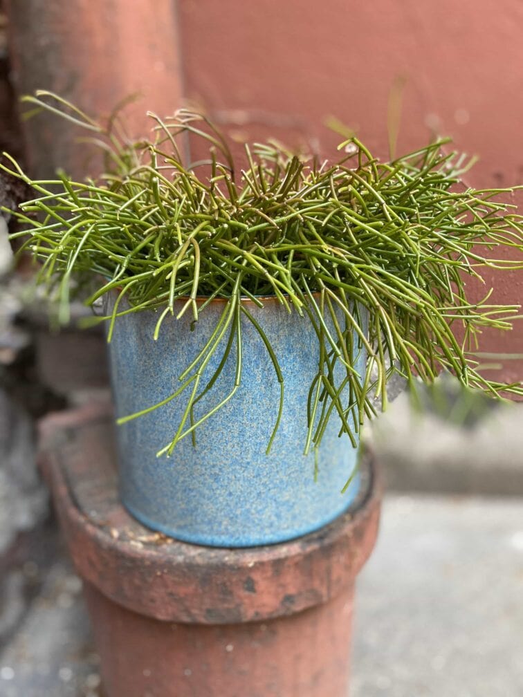 Zdjęcie Osłonka Laguna 15x15 cm w kategorii doniczki, ujęcie 1