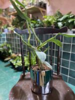 Zdjęcie Osłonka Luna 14x13 cm w kategorii doniczki, ujęcie 1