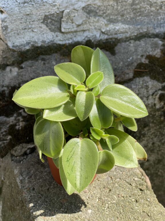 Zdjęcie Peperomia Pixie Lime w kategorii rośliny, ujęcie 1
