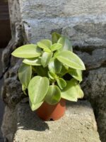 Zdjęcie Peperomia Pixie Lime w kategorii rośliny, ujęcie 2