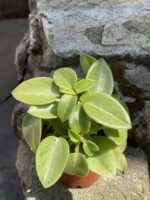 Zdjęcie Peperomia Pixie Lime w kategorii rośliny, ujęcie 3