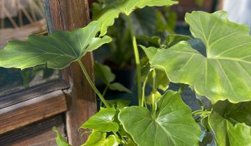 Zdjęcie Philodendron Shangri La w kategorii rośliny, ujęcie 1