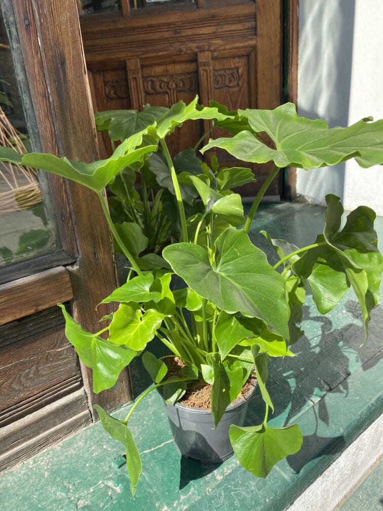 Zdjęcie Philodendron Shangri La w kategorii rośliny, ujęcie 3