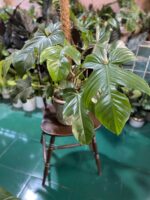 Zdjęcie Philodendron Squamiferum w kategorii rośliny, ujęcie 1