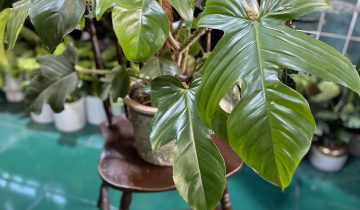 Zdjęcie Philodendron Squamiferum w kategorii rośliny, ujęcie 1