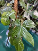 Zdjęcie Philodendron Squamiferum w kategorii rośliny, ujęcie 2