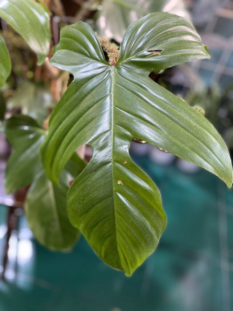 Zdjęcie Philodendron Squamiferum w kategorii rośliny, ujęcie 3