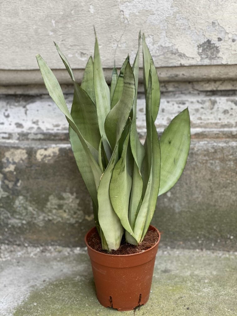 sansevieria-moonshine_13x45-0.jpg Zdjęcie Sansevieria Moonshine w kategorii rośliny, ujęcie 1