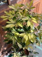 Zdjęcie Schefflera Trinette w kategorii rośliny, ujęcie 1