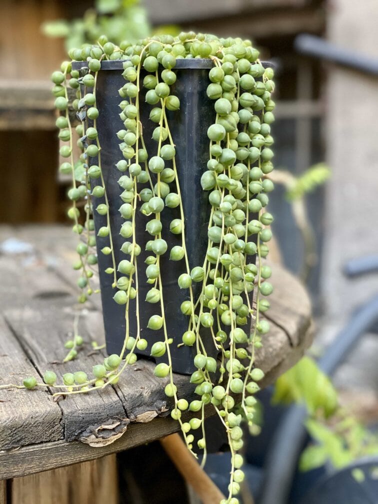 Zdjęcie Senecio rowleyanus (Starzec Rowleya) w kategorii rośliny, ujęcie 1