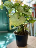 Zdjęcie Syngonium White Butterfly w kategorii rośliny, ujęcie 1