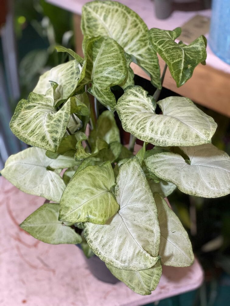 Zdjęcie Syngonium White Butterfly w kategorii rośliny, ujęcie 2