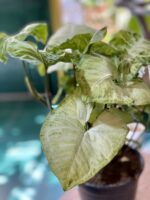 Zdjęcie Syngonium White Butterfly w kategorii rośliny, ujęcie 3