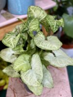 Zdjęcie Syngonium White Butterfly w kategorii rośliny, ujęcie 4