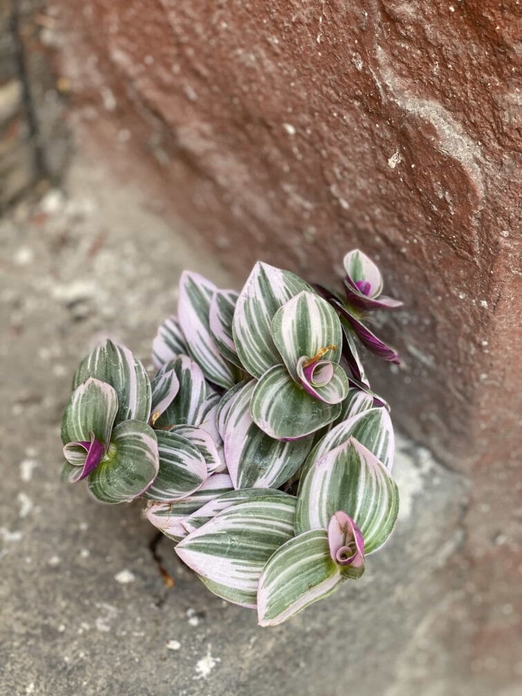 Zdjęcie Tradescantia Albiflora Nanouk (Trzykrotka Nanouk) w kategorii rośliny, ujęcie 2
