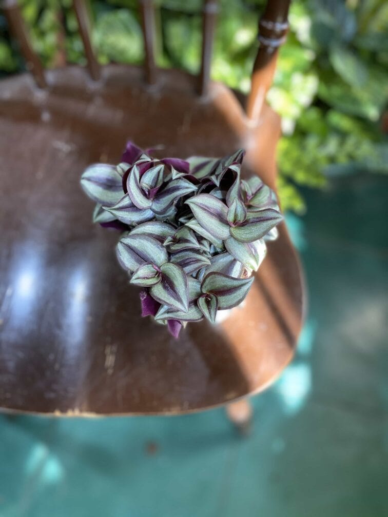 Zdjęcie rośliny Tradescantia Purple (Trzykrotka ) ujęcie 2