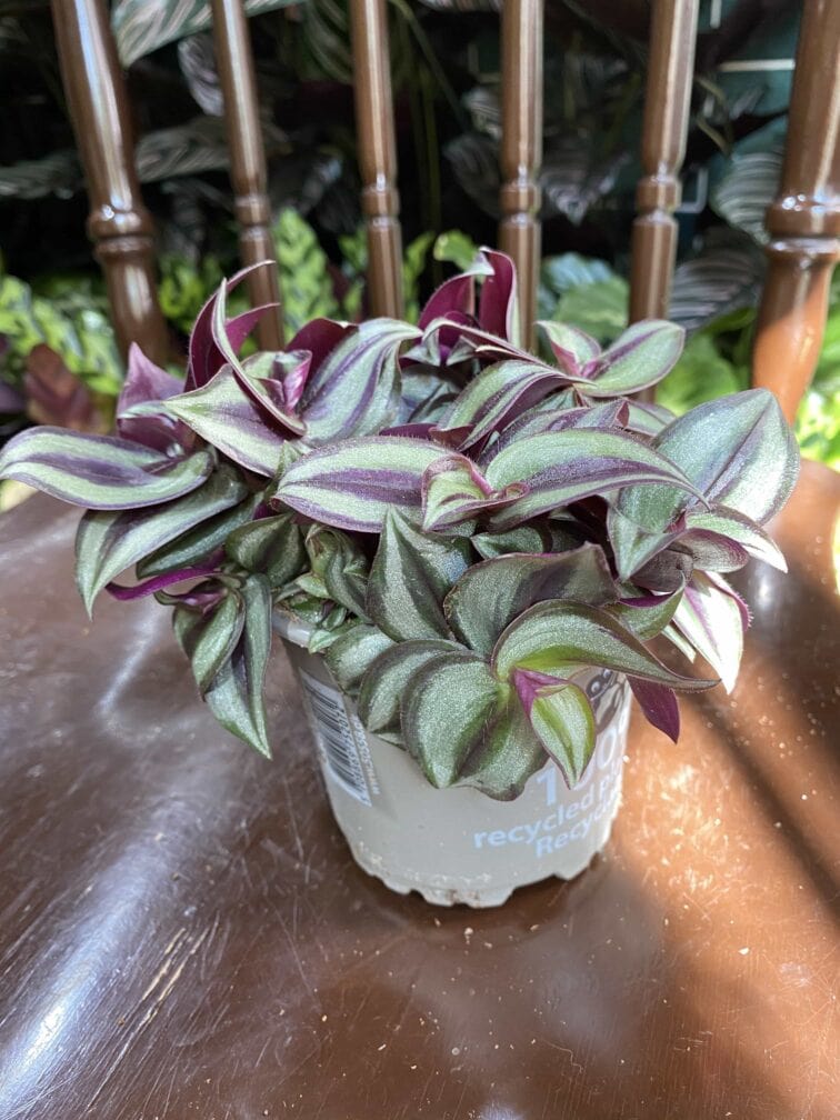 Zdjęcie rośliny Tradescantia Purple (Trzykrotka ) ujęcie 3
